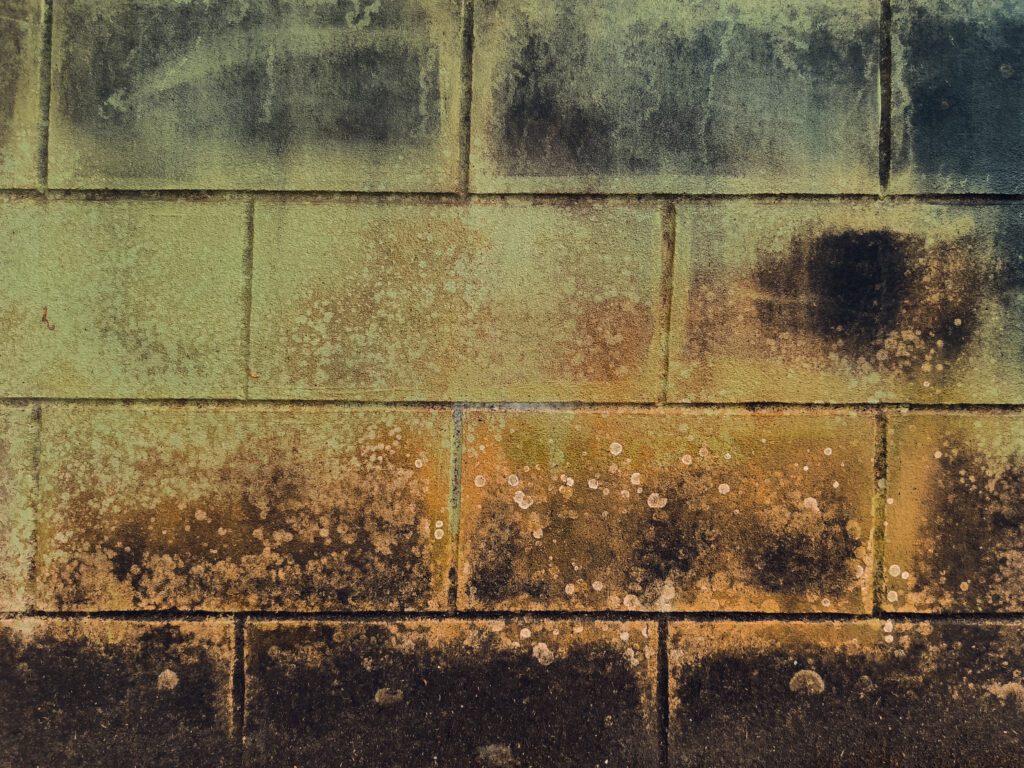 mold on brick wall